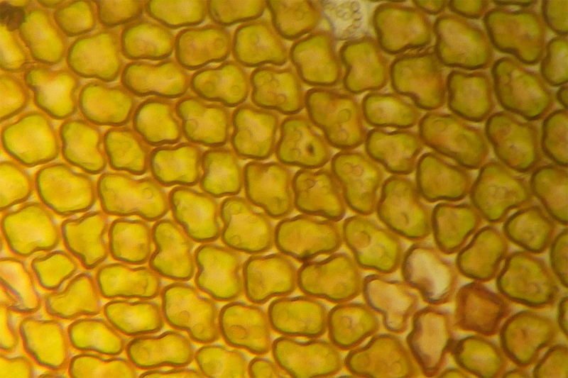 Frullania eboracensis